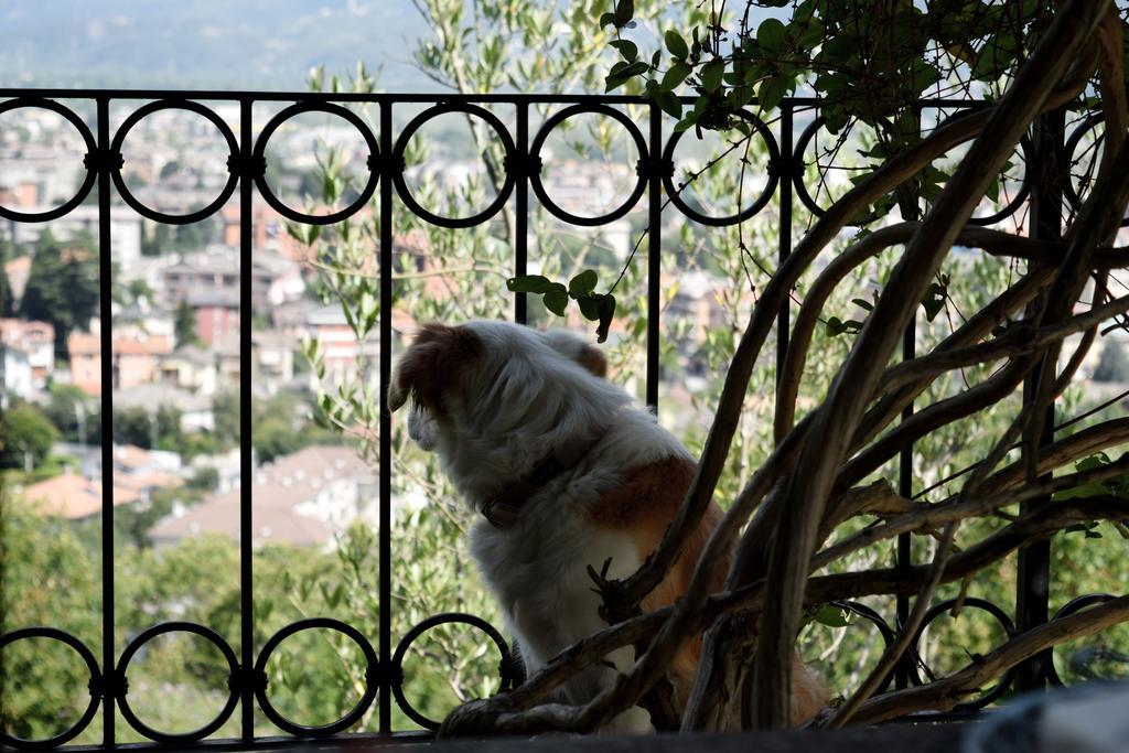 B&B Villa Moro - Family House Domodossola Ngoại thất bức ảnh